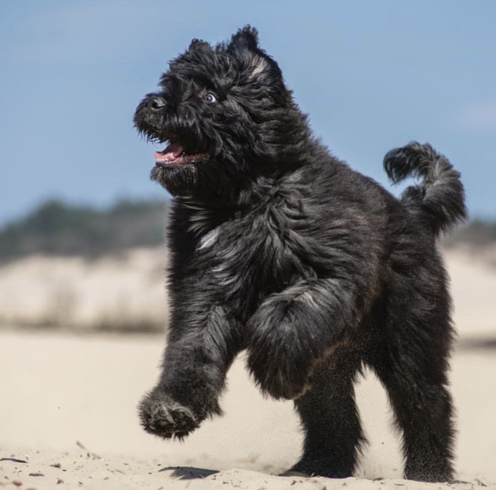 Bouvier des Flandres