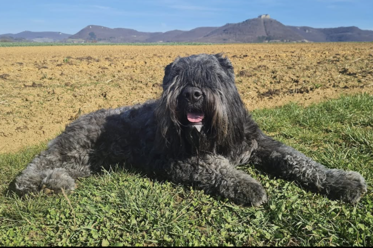 Bouvier des Flandres: The Stalwart Working Dog with a Gentle Soul