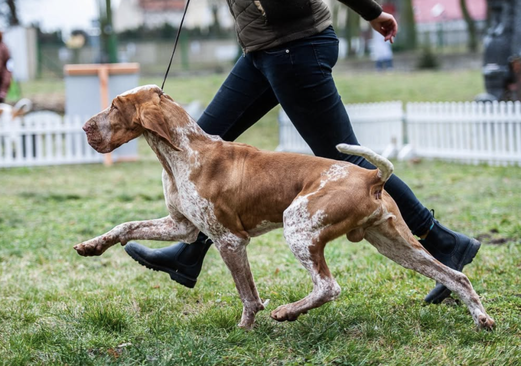 bracco italiano
