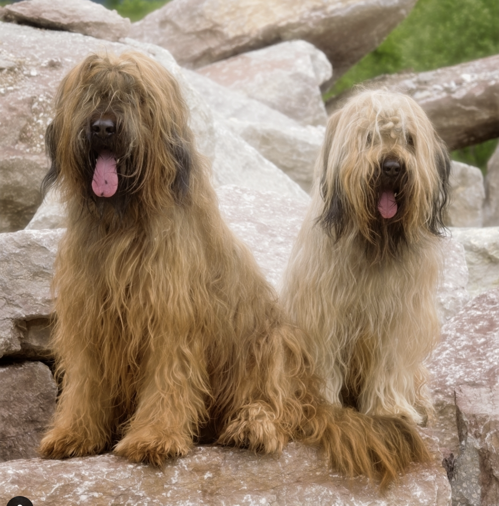 Briard