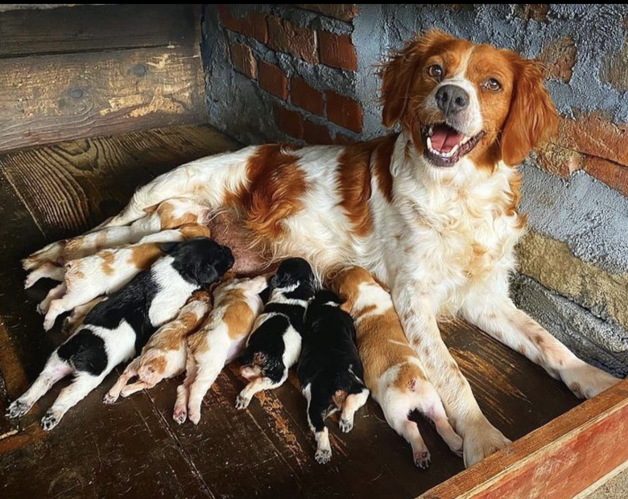 Brittany Spaniel: The High-Energy Companion for Active Owners