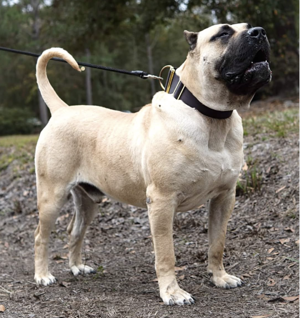 Bullmastiff