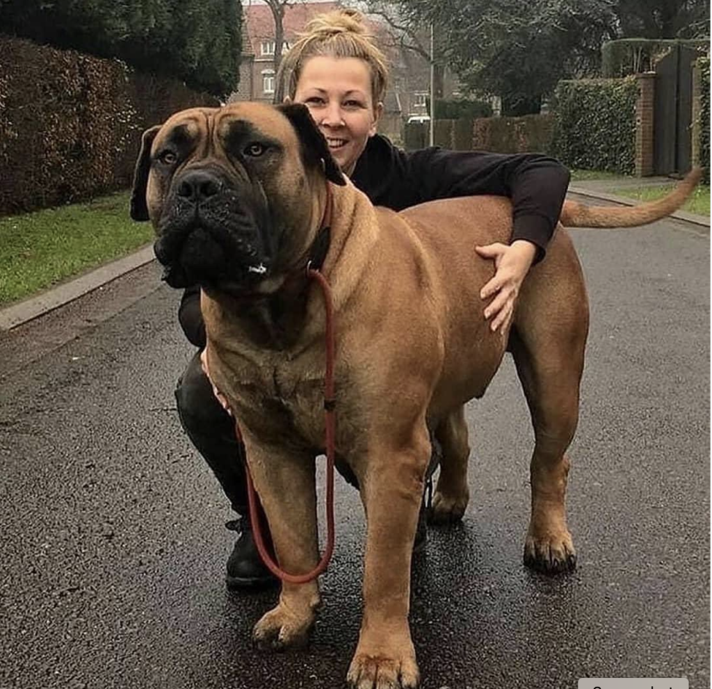 bullmastiff
