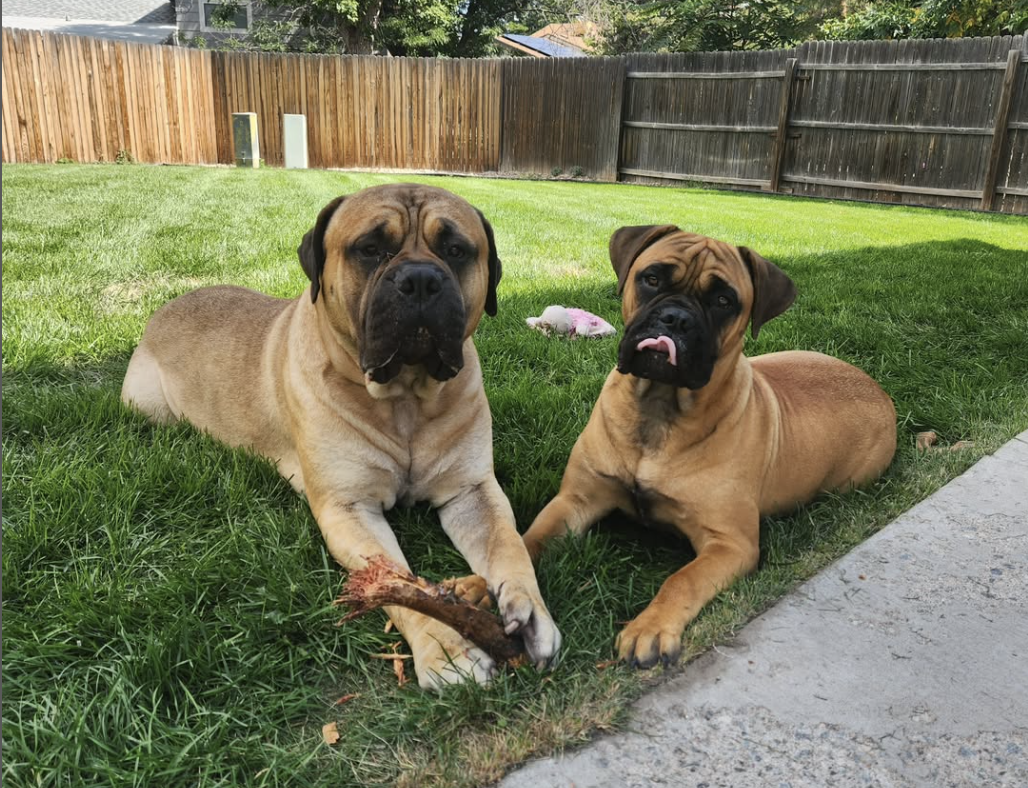 Bullmastiff: A Powerful and Protective Breed for Experienced Owners
