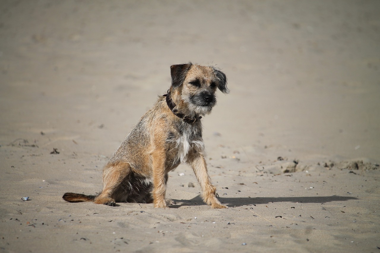Border Terrier: The Ultimate Guide to Temperament, Care, and Training