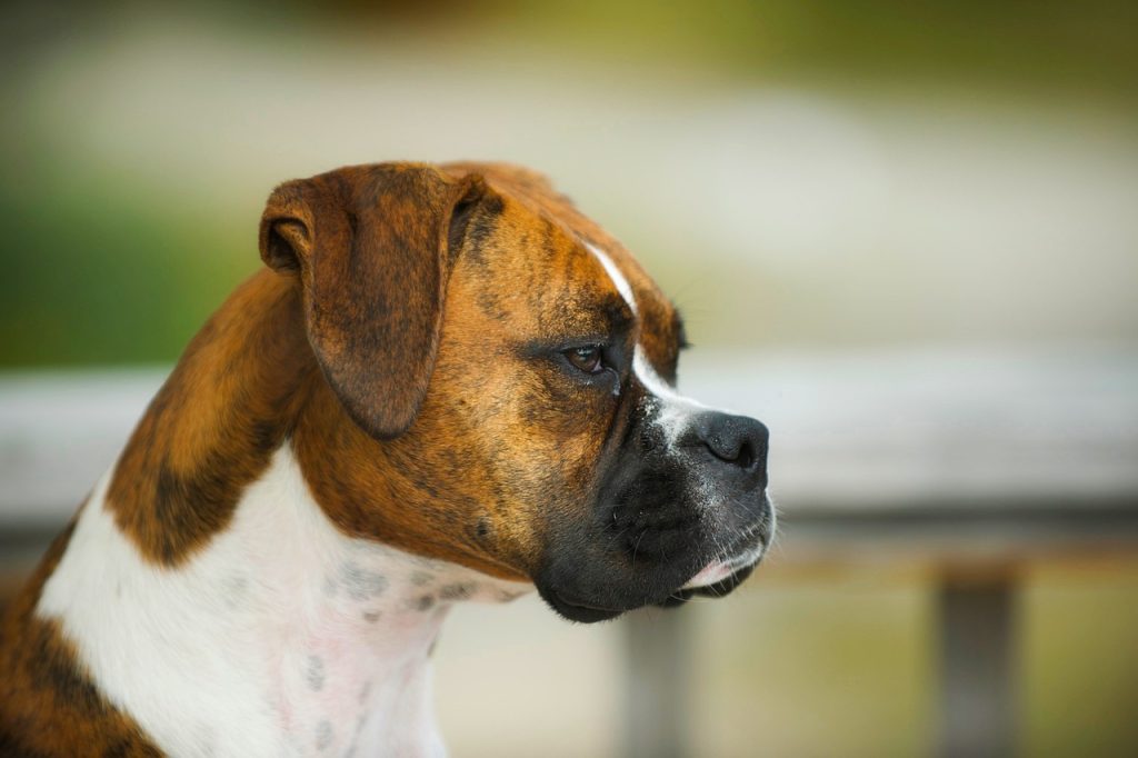 boxer dog info