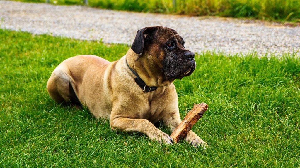 cane corso sitting in a garden
