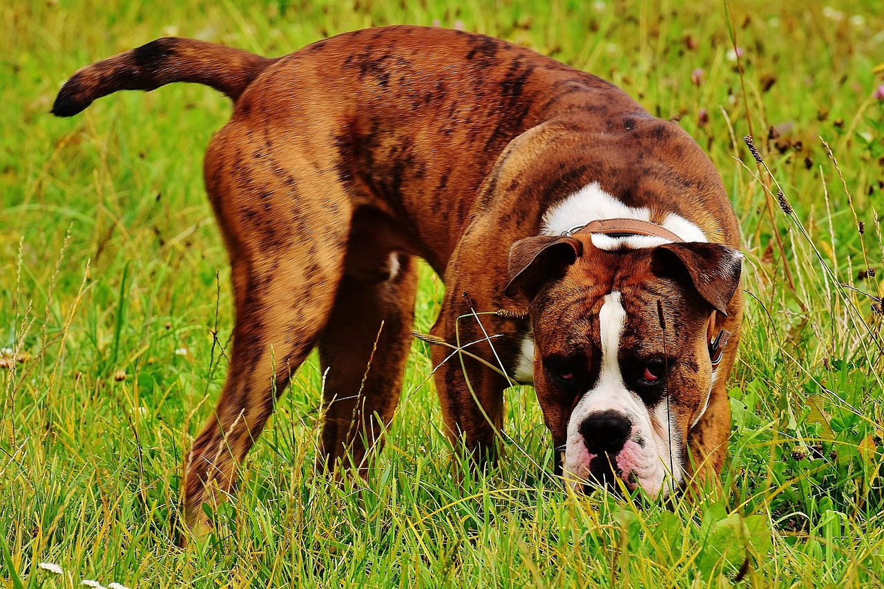 Boxer Dog: The Energetic Guardian with a Heart of Gold