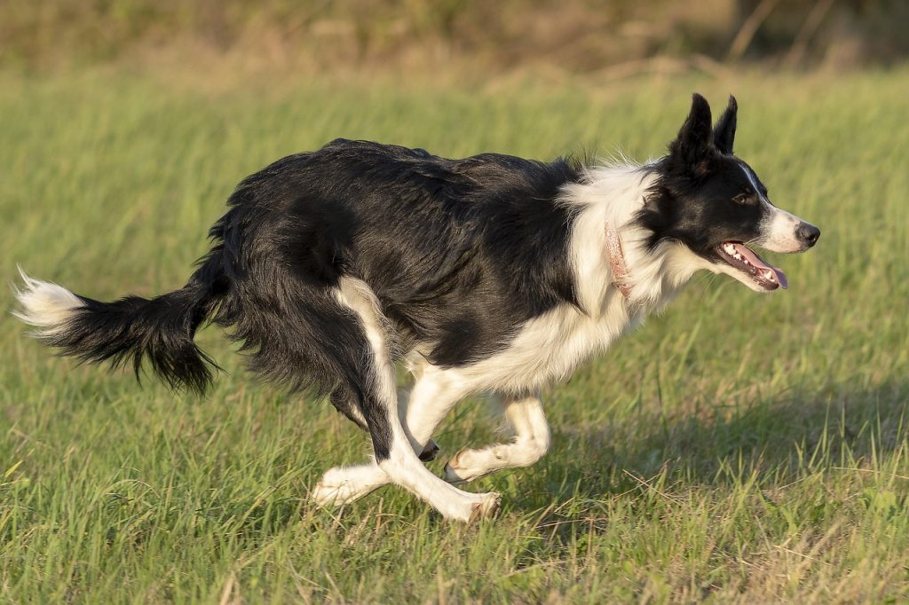 border collie