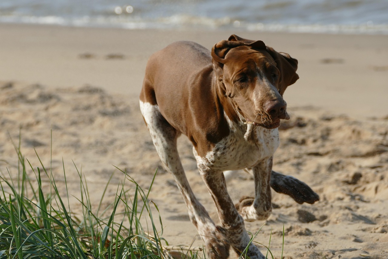Bracco Italiano: The Ultimate Guide to Italy’s Legendary Hunting Dog