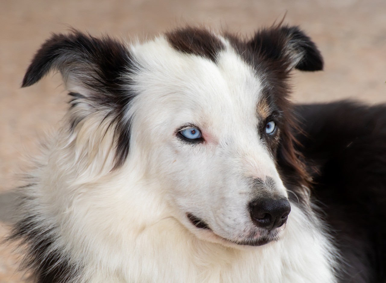 Border Collie: The Smartest Dog Breed and What It Takes to Own One