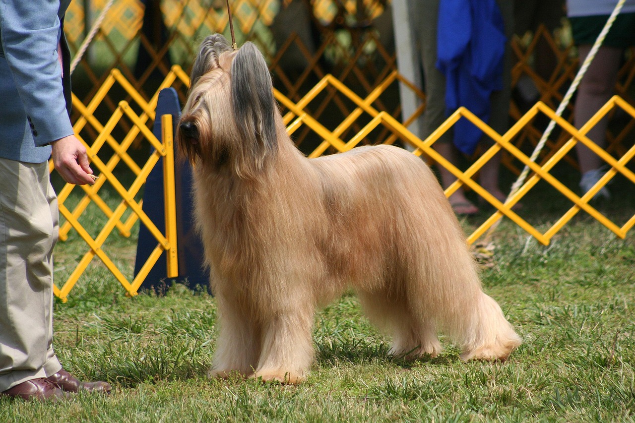 Briard: A Canine Connoisseur of Herding and Devotion
