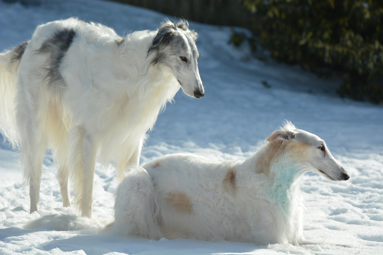Borzoi: The Elegant Russian Sighthound – A Complete Owner’s Guide