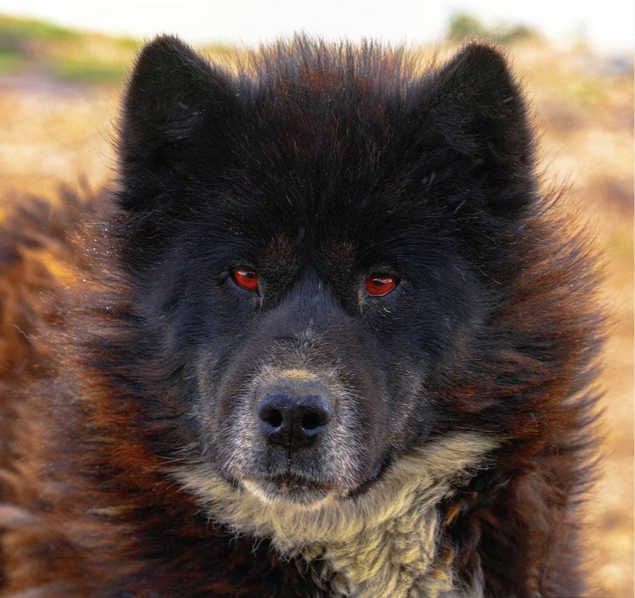Meet the Canadian Eskimo Dog: Loyal Companion of the Frozen North