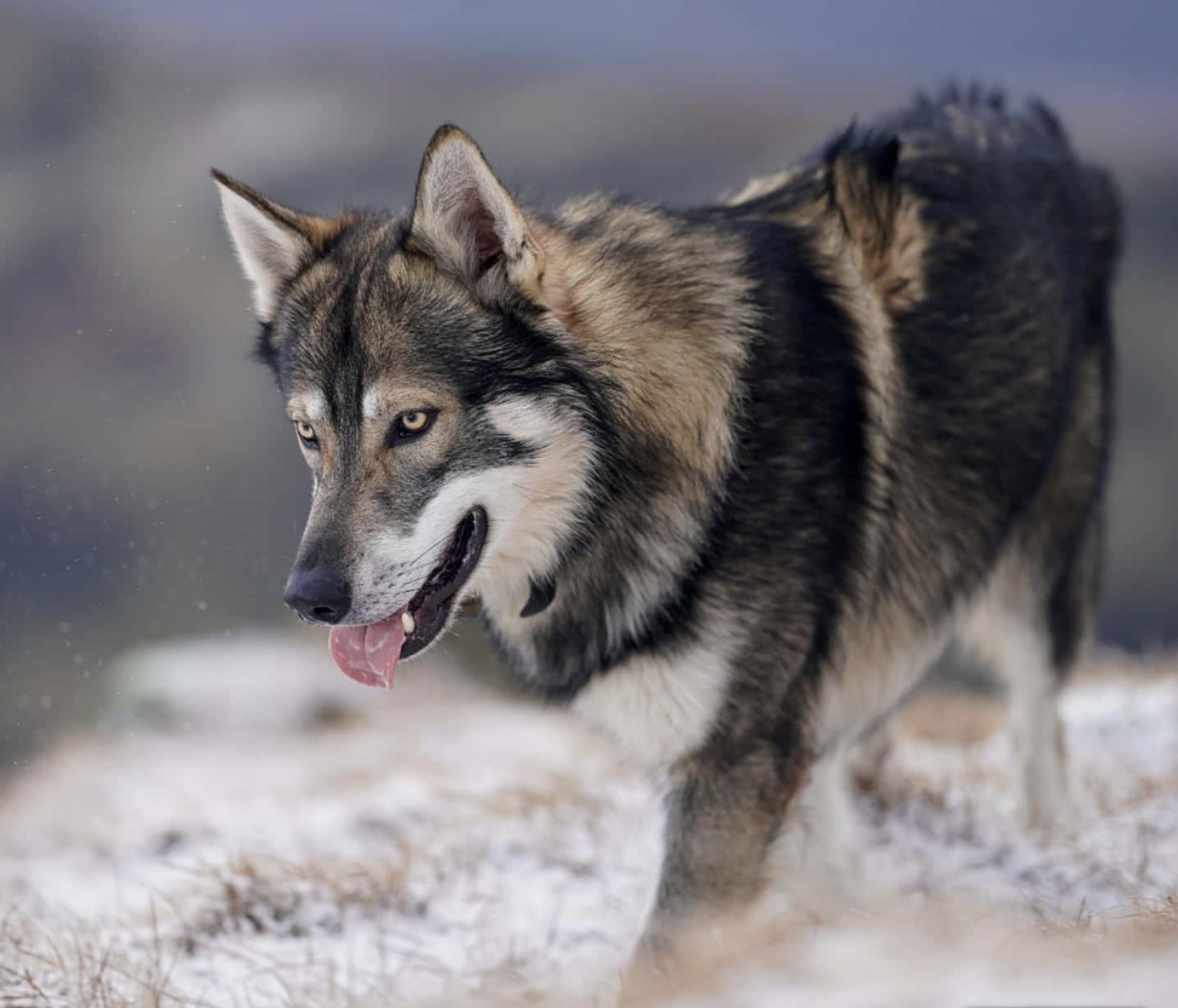 Caledonian Wolfalike