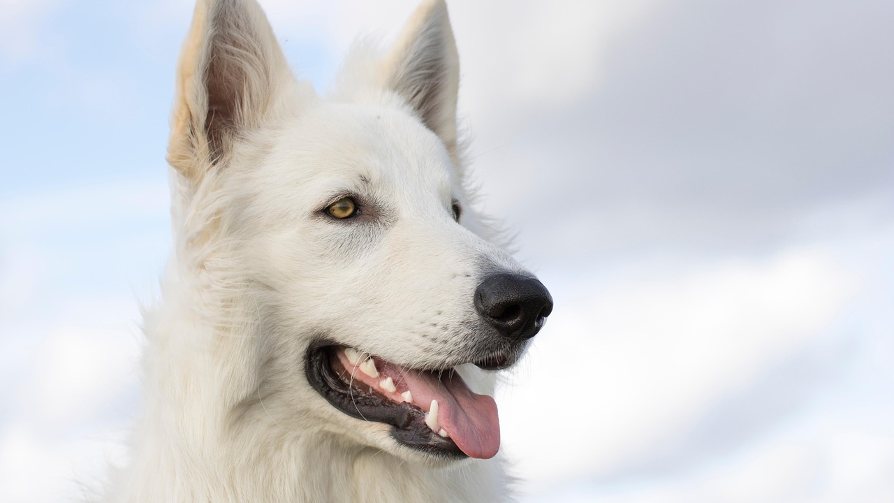 Canaan Dog: Living History