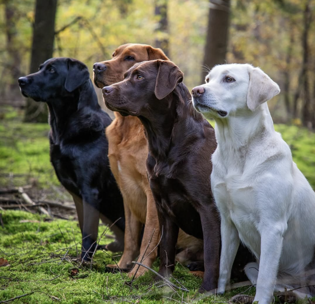 Labrador Training Basics for New Owners