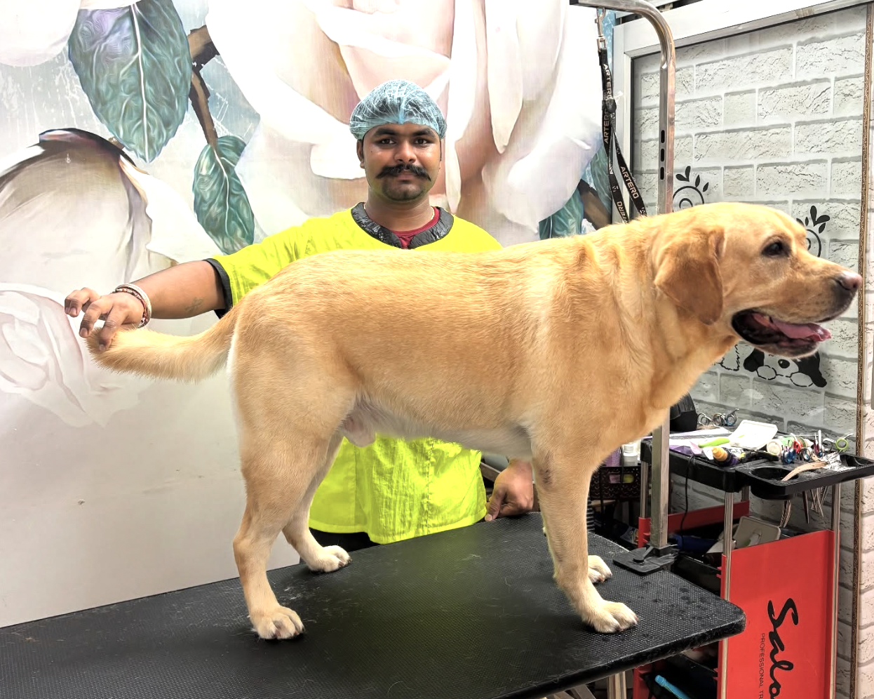 Do Labradors Shed? Grooming & Shedding Guide for UK Homes