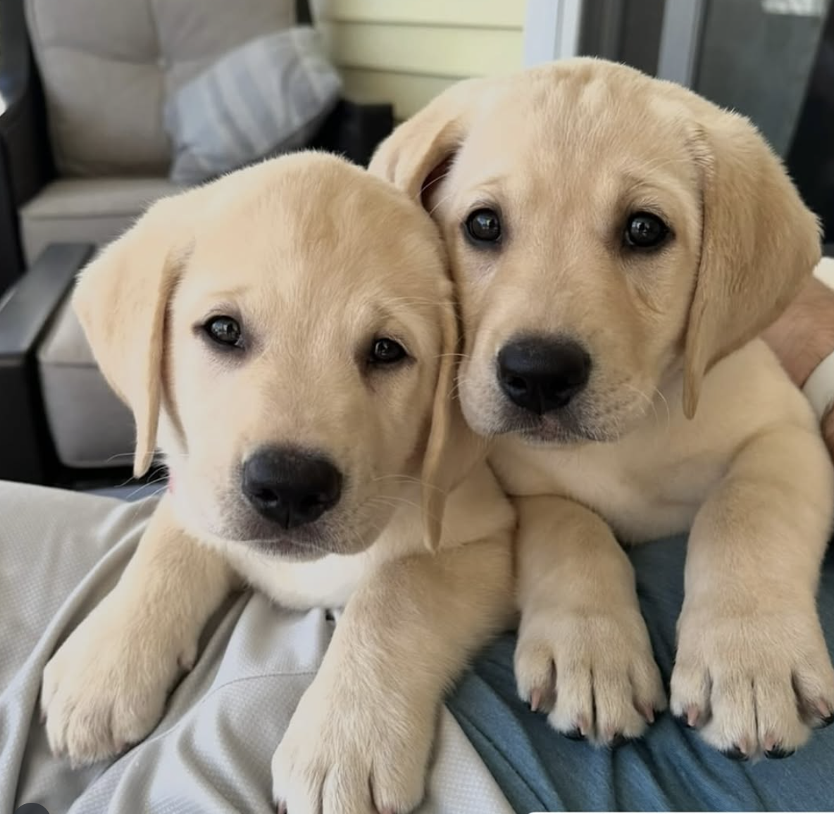 The True Cost of Owning a Labrador in the UK
