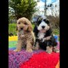 Quality Cockapoo Puppies UK – Raised in Family Home
