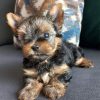 Playful male yYorkie – Full of Love & Energy