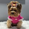 Charming Female Yorkie – Your New Best Friend Awaits