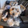 Majestic Female Yorkie – Pure Luxury