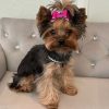 Luxury Female Yorkie – Small, Sweet & Stunning