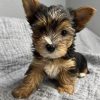 Charming Little Yorkie Boy – Sweet Natured & Ready to Melt Hearts ❤️