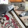 🐦 African Grey Parrot for Sale