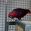 Eclectus Parrot Available – Tame, Friendly & Ready 🐦
