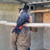 male Black Palm Cockatoo