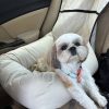 Adorable Female Shih Tzu Puppy – 10 Weeks Old, Vet Checked, Ready Now