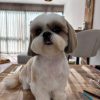 Cute Male Shih Tzu Puppy – 10 Weeks Old, Vet Checked, Ready Now